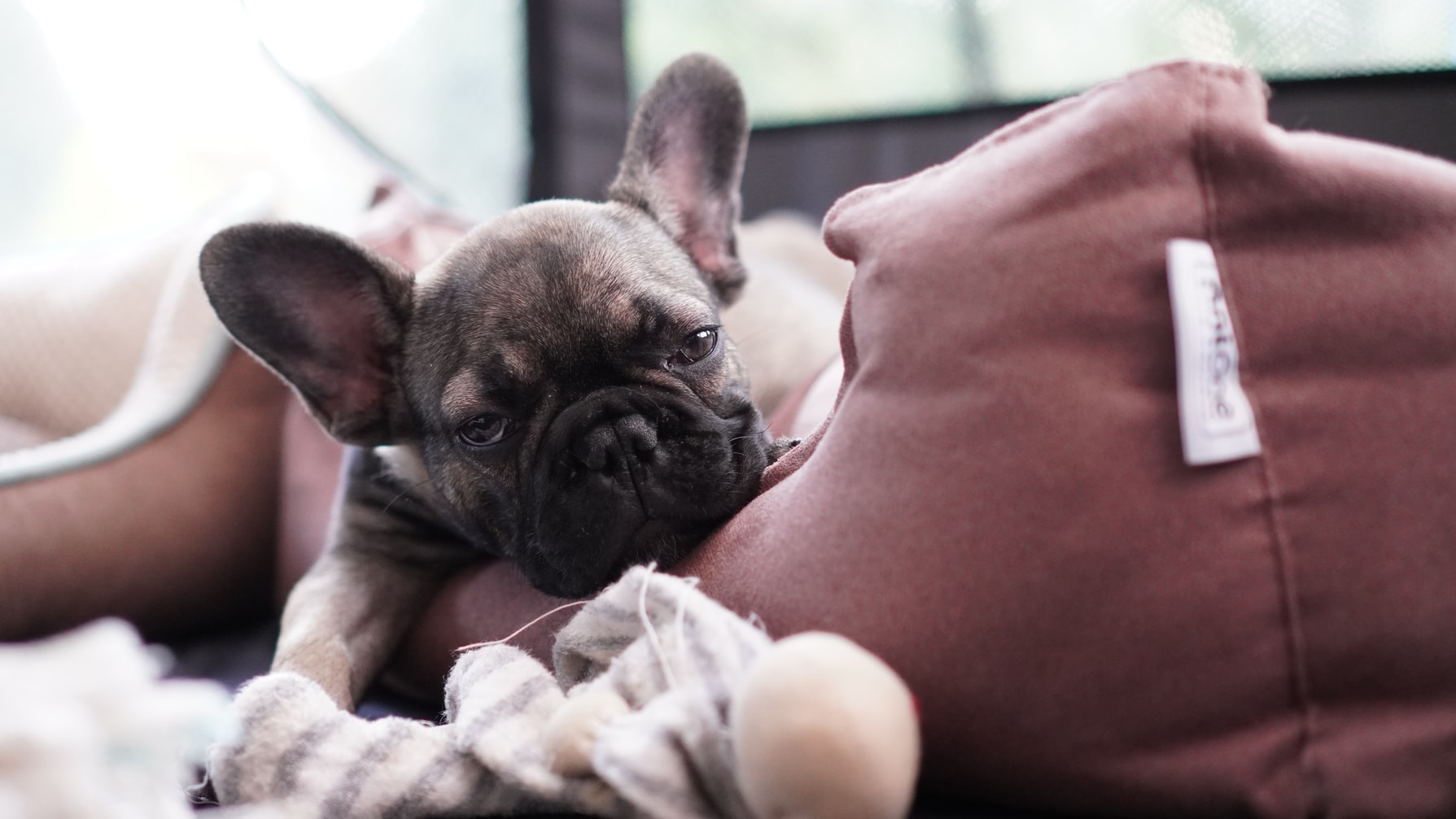 Dog Breeds: French Bulldog Personality & Diet